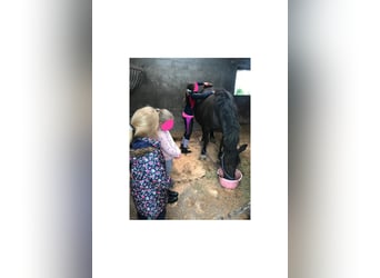 Cob Mix, Stute, 17 Jahre, 142 cm, Dunkelbrauner