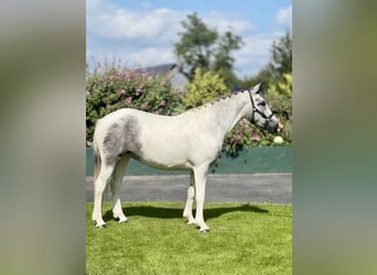 Cob Mix, Stute, 3 Jahre, 148 cm, White