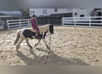 Cob, Stute, 4 Jahre, 121 cm, Schecke