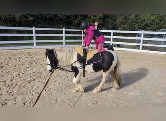 Cob, Stute, 4 Jahre, 121 cm, Schecke