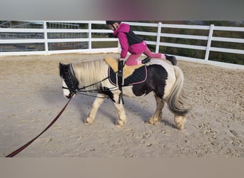 Cob, Stute, 4 Jahre, 121 cm, Schecke