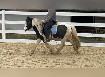 Cob, Stute, 4 Jahre, 121 cm, Schecke