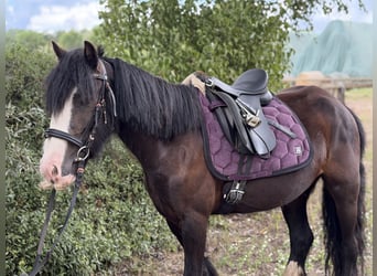 Cob Mix, Stute, 4 Jahre, 127 cm, Rappe