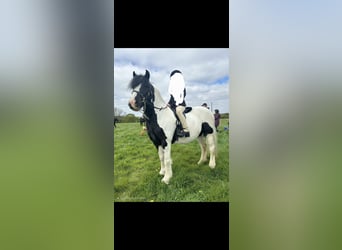 Cob, Stute, 4 Jahre, 128 cm, Tigerschecke