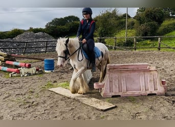 Cob, Stute, 4 Jahre, 133 cm, Schecke