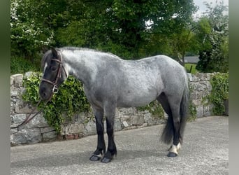 Cob, Stute, 4 Jahre, 138 cm, Roan-Blue