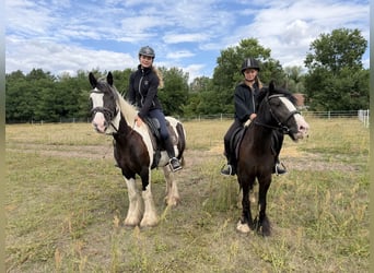 Cob Mix, Stute, 4 Jahre, 147 cm, Tobiano-alle-Farben