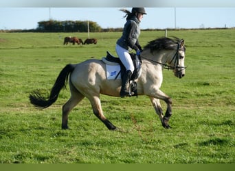 Cob, Stute, 4 Jahre, 148 cm, Falbe