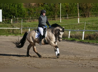 Cob, Stute, 4 Jahre, 148 cm, Falbe