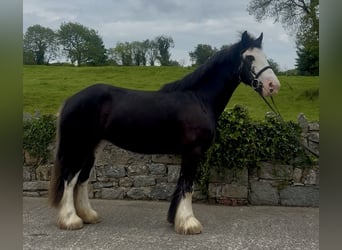 Cob, Stute, 4 Jahre, 148 cm, Rappe