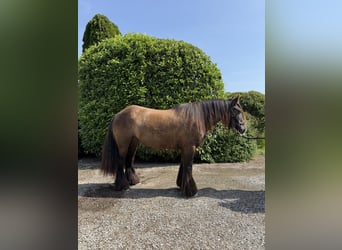 Cob, Stute, 4 Jahre, 150 cm, Dunkelfuchs