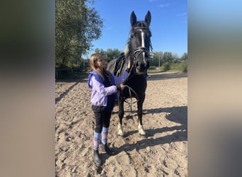Cob Mix, Stute, 4 Jahre, 150 cm, Tobiano-alle-Farben