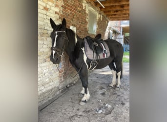 Cob Mix, Stute, 4 Jahre, 150 cm, Tobiano-alle-Farben