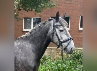 Cob Mix, Stute, 4 Jahre, 151 cm, Schimmel