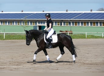 Cob, Stute, 4 Jahre, 152 cm, Rappe