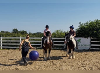 Cob, Stute, 4 Jahre, 152 cm, Tobiano-alle-Farben