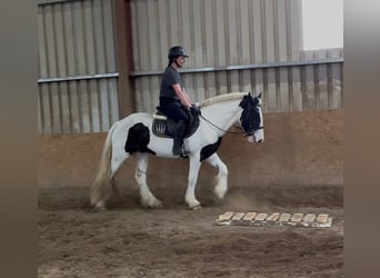 Cob, Stute, 4 Jahre, 154 cm, Schecke