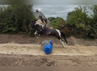 Cob, Stute, 4 Jahre, 156 cm, Schecke