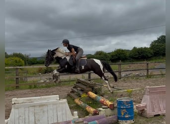 Cob, Stute, 4 Jahre, 156 cm, Schecke