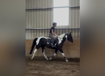 Cob, Stute, 4 Jahre, 156 cm, Schecke