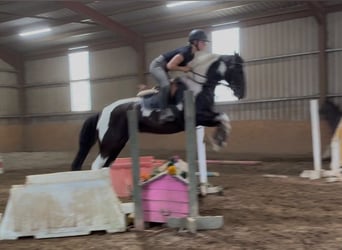 Cob, Stute, 4 Jahre, 156 cm, Schecke
