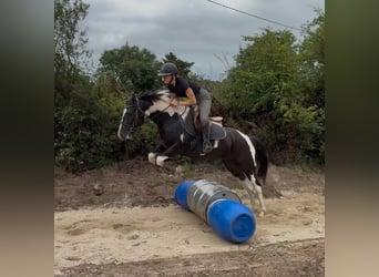 Cob, Stute, 4 Jahre, 156 cm, Schecke