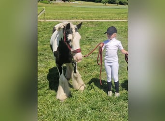 Cob, Stute, 5 Jahre, 127 cm, Schecke