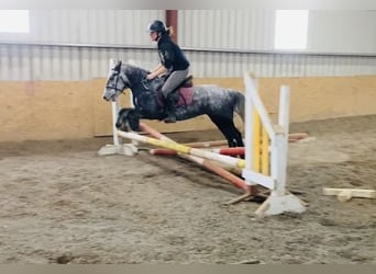 Cob, Stute, 5 Jahre, 128 cm, Apfelschimmel
