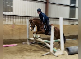 Cob, Stute, 5 Jahre, 137 cm, Dunkelfuchs