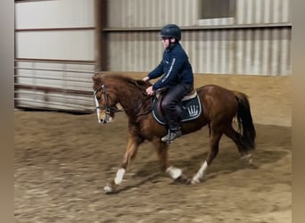 Cob, Stute, 5 Jahre, 137 cm, Dunkelfuchs