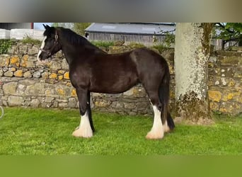 Cob, Stute, 5 Jahre, 140 cm, Rappe