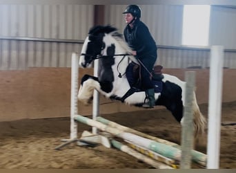 Cob, Stute, 5 Jahre, 143 cm, Schecke