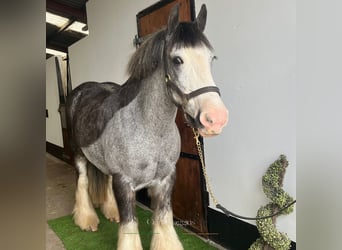 Cob, Stute, 5 Jahre, 145 cm, Roan-Blue