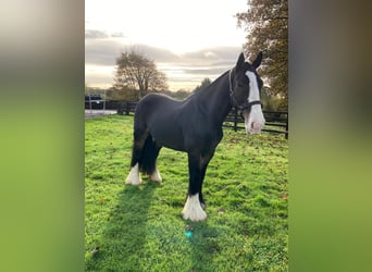 Cob, Stute, 5 Jahre, 155 cm, Brauner