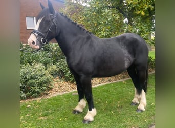 Cob, Stute, 5 Jahre, 158 cm, Rappe