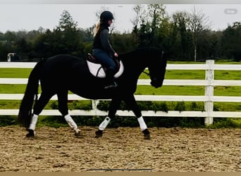 Cob, Stute, 5 Jahre, 160 cm, Rappe