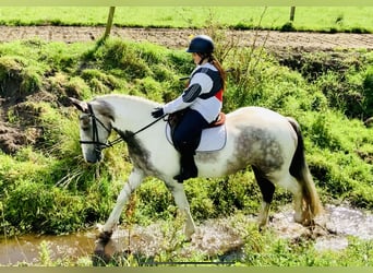 Cob, Stute, 5 Jahre, 165 cm, Schecke
