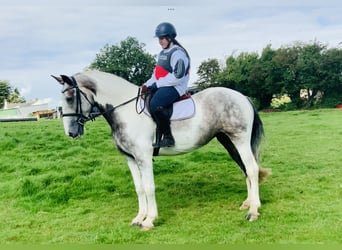 Cob, Stute, 5 Jahre, 165 cm, Schecke