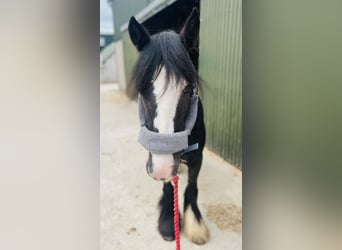 Cob, Stute, 6 Jahre, 135 cm, Rappe