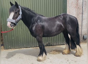 Cob, Stute, 6 Jahre, 135 cm, Rappe