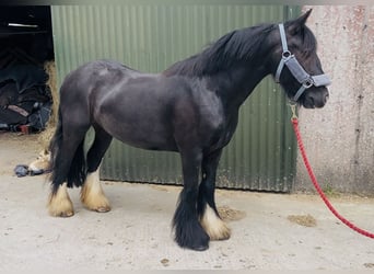 Cob, Stute, 6 Jahre, 135 cm, Rappe