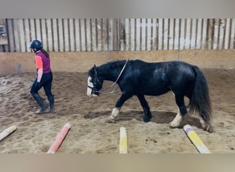Cob, Stute, 6 Jahre, 136 cm, Rappe
