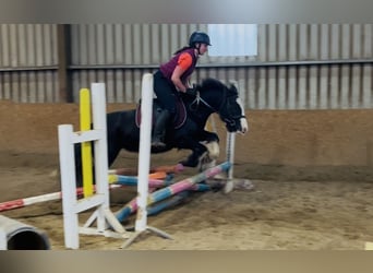 Cob, Stute, 6 Jahre, 136 cm, Rappe