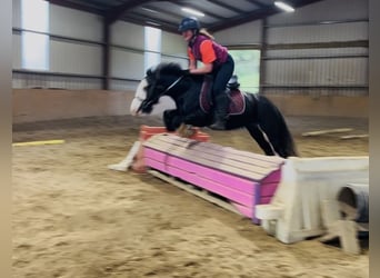 Cob, Stute, 6 Jahre, 136 cm, Rappe