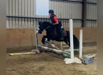Cob, Stute, 6 Jahre, 136 cm, Rappe