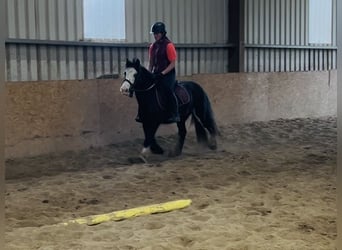 Cob, Stute, 6 Jahre, 136 cm, Rappe