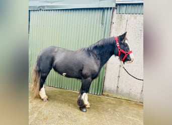 Cob, Stute, 6 Jahre, 136 cm, Rappe