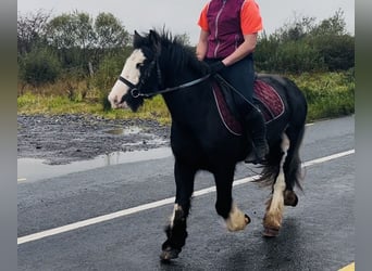 Cob, Stute, 6 Jahre, 136 cm, Rappe