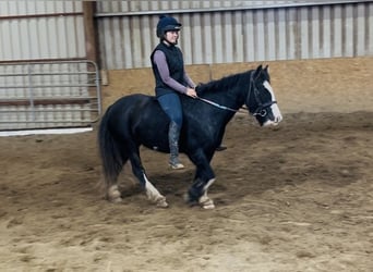 Cob, Stute, 6 Jahre, 136 cm, Rappe