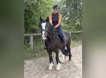 Cob Mix, Stute, 6 Jahre, 140 cm, Rappe